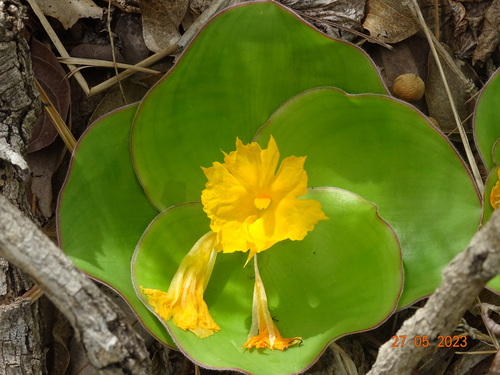 Costus spectabilis image