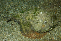 Synanceia verrucosa