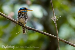 Spotted Wood Kingfisher photo 3