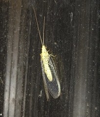 Italochrysa insignis