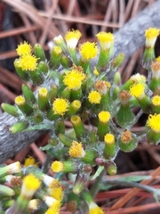 Senecio glomeratus glomeratus