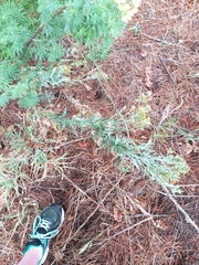 Senecio glomeratus glomeratus