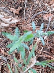 Senecio glomeratus glomeratus