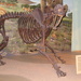 North American Saber-tooth Cat - Photo Daderot, no known copyright restrictions (public domain)