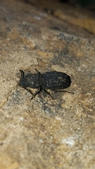 Nyctoporis
