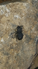 Nyctoporis