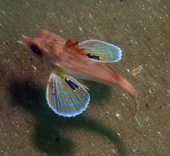 Sharp-Beaked Gurnard photo 2