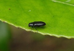 Maoraxia eremita