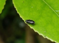 Maoraxia eremita