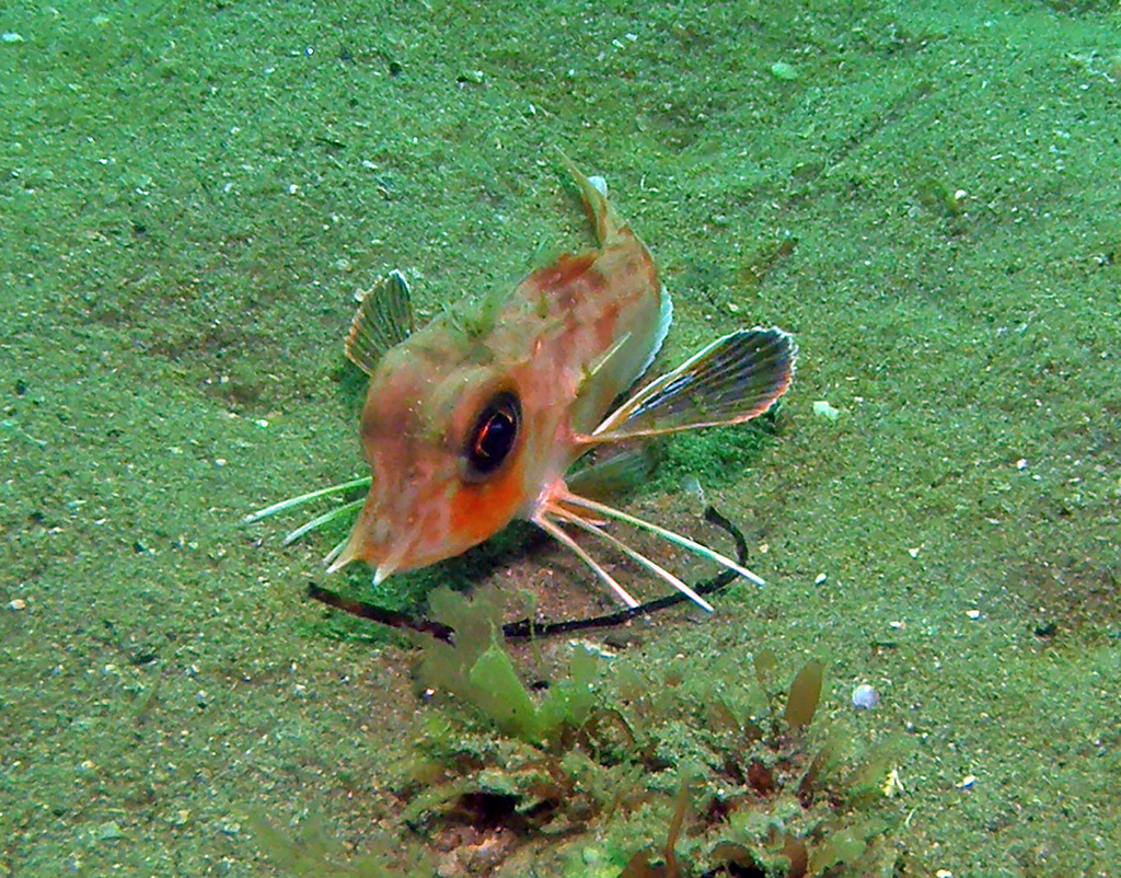 Sharp-Beaked Gurnard