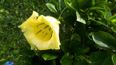Solandra longiflora