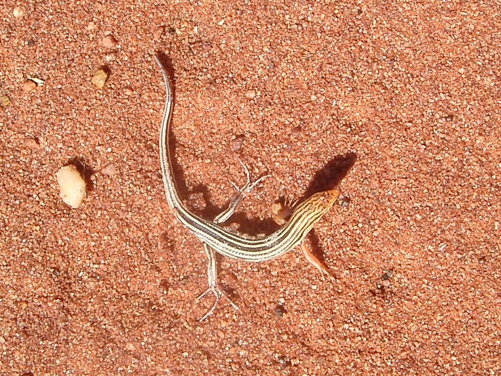 Nasute Finesnout Ctenotus