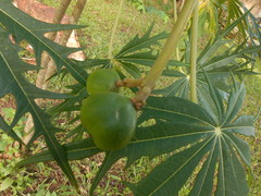 Jatropha multifida