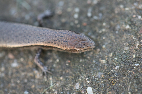 Southern Forest Coolskink