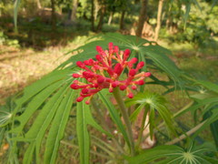 Jatropha multifida