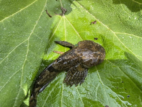 Sakhalin River Sculpin