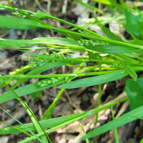 nerveless woodland sedge (Carex leptonervia)