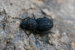 Nyctoporis