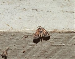 Chlumetia