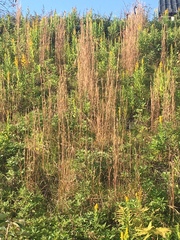 Andropogon virginicus