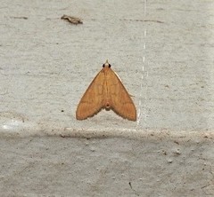 Protonoceras mitis