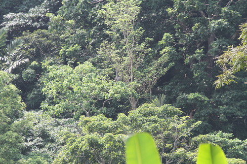 Javan Gibbon