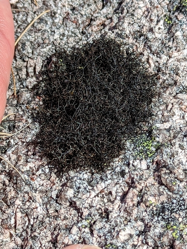 Fine Rockwool Lichen