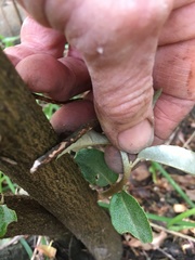 Elaeagnus reflexa