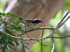 Coereba flaveola bananivora