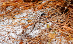 Sceloporus woodi