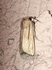 Leucania phragmitidicola