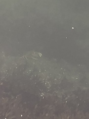 Metacarcinus magister