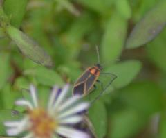 Ochrimnus lineoloides