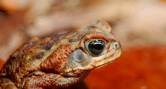 Rhinella marina