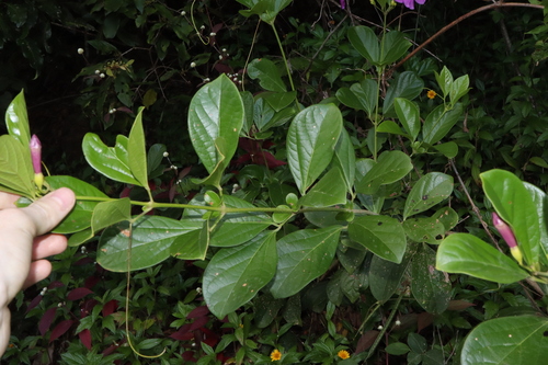 Image of Bignonia magnifica by (c) Thomas Mesaglio, some rights reserved (CC BY)