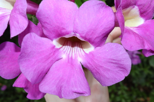 Image of Bignonia magnifica by (c) Thomas Mesaglio, some rights reserved (CC BY)