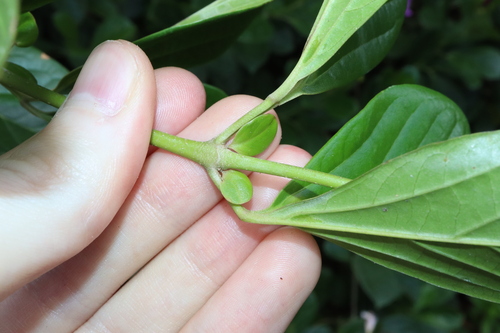 Image of Bignonia magnifica by (c) Thomas Mesaglio, some rights reserved (CC BY)