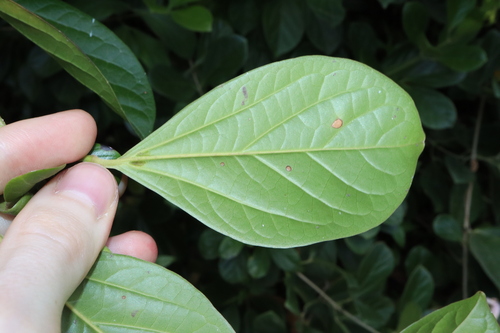 Image of Bignonia magnifica by (c) Thomas Mesaglio, some rights reserved (CC BY)
