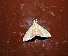 Hyalobathra crenulata