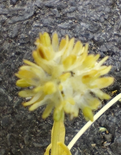 Image of Valerianella carinata by no rights reserved