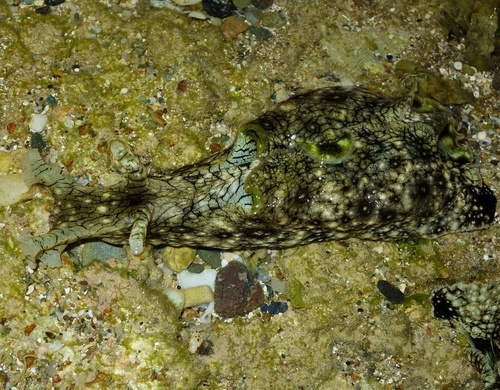 White-speckled Seahare