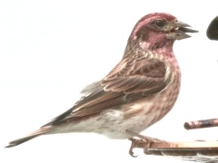 Haemorhous purpureus purpureus