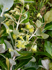 Olearia telmatica