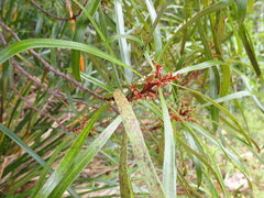 Toronia toru