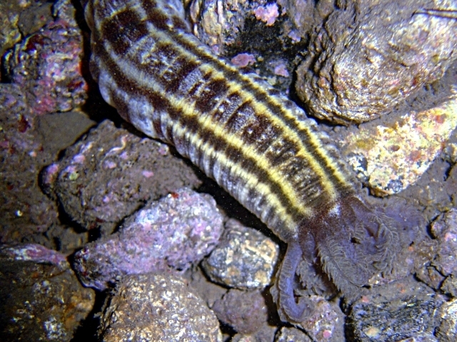Beaded Sea Cucumber