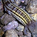 Beaded Sea Cucumber - Photo (c) Fernando Herranz Martín, some rights reserved (CC BY-SA)