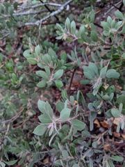 Arctostaphylos pilosula