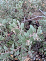 Arctostaphylos pilosula