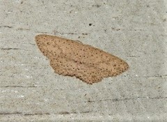 Cyclophora turneri