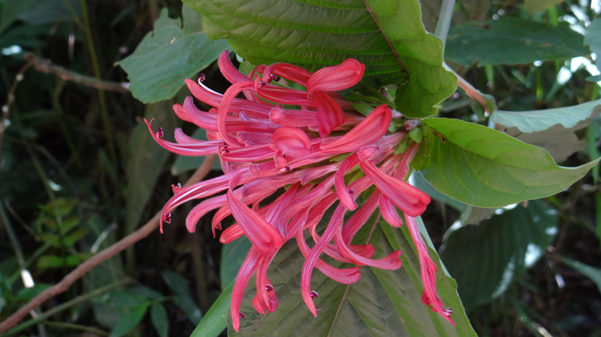 Justicia carnea